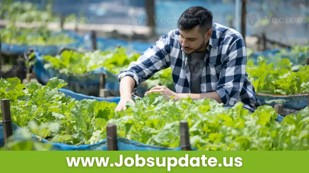 Vegetable Farm Worker Job 2024